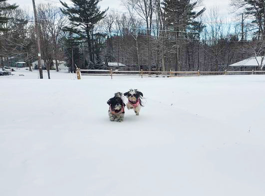 winter dogs.jpg